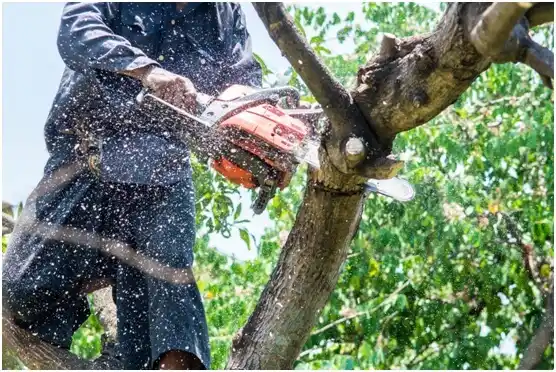 tree services Duchesne